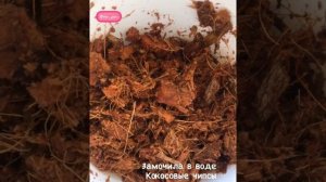 КАК Я ПЕРЕСАЖИВАЮ АНТУРИУМ И БОРЮСЬ С ПАУТИННЫМ КЛЕЩЕМ.