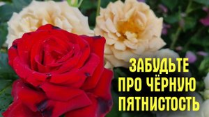 От ВСЕХ БОЛЕЗНЕЙ и ВРЕДИТЕЛЕЙ! СУПЕР коктейль для обработки роз 5 в 1