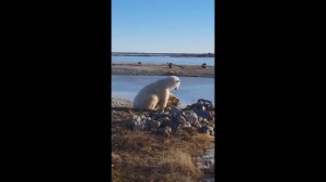 Белый Медведь гладит собаку по голове