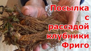 Клубника Фриго. Распаковка посылки с рассадой Фриго. Сорта и первые задачи после получения посылки.