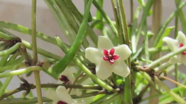 Виды и сорта хойи. Невероятная красота!!! смотреть онлайн