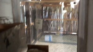 Калифорнийские Кролики. Помесь Калифорния+Серебро+Серый Великан. Крольчата 43-45 дней.