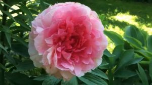 Пион "Роуз Харт" (Rose Heart)