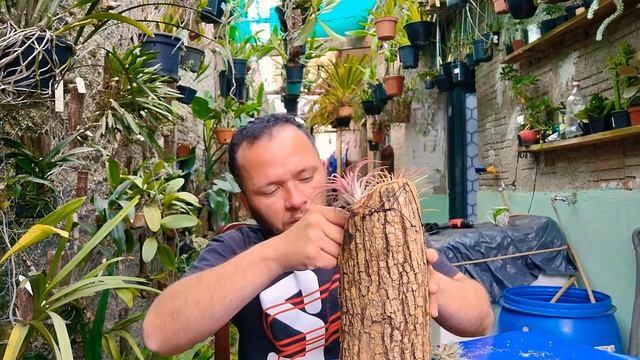 Plantando Tillandsia #tillandsia #bromelia #orquidea смотреть онлайн