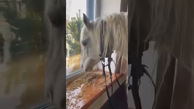 белый-конь на балконе