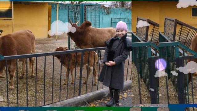 Дикие животные.