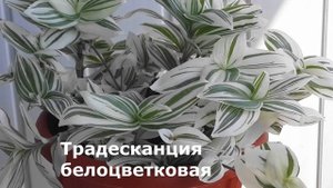 Самые Полезные КОМНАТНЫЕ РАСТЕНИЯ/Цветы для Дома