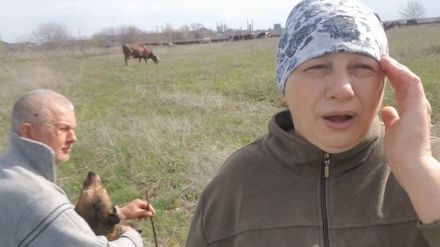 Байки о пастухах Продолжение смотреть онлайн