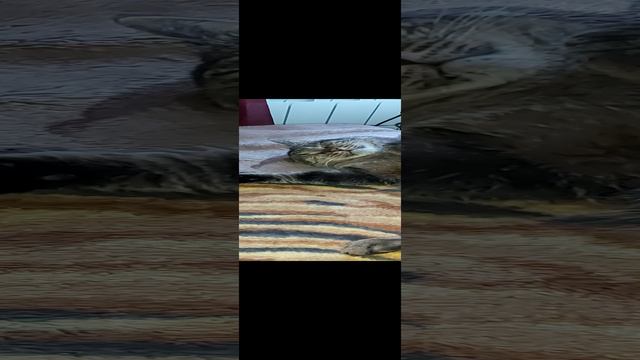 Здарова смотреть онлайн