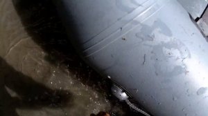 Язь жирует от рассвета до заката.Рыбалка на перетягу.