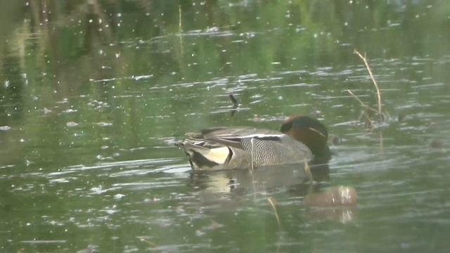 Чирок-свистунок \ Anas crecca смотреть онлайн