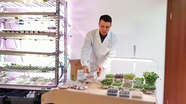Вырасти микрозелень сам! | Посев семян микрозелени в НАБОРЕ СЕЕМ СЕМЕНА СТАРТ