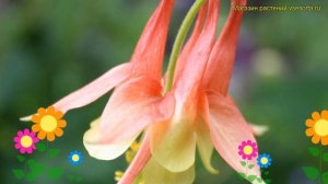 Аквилегия канадская. Краткий обзор, описание характеристик, где купить aquilegia canadensis Рока