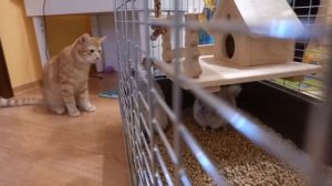 Зоомагазин. Забираем шиншилл домой. Лимон ест свой хвост