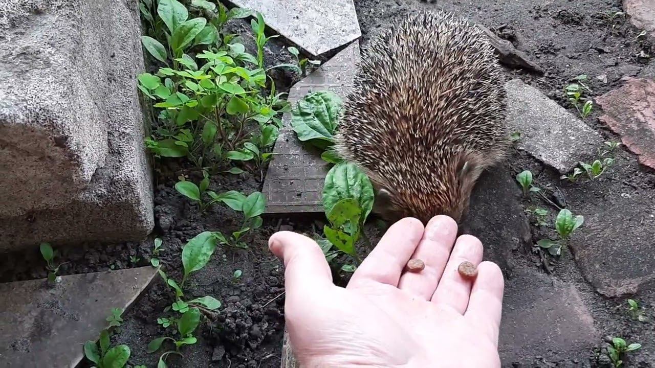 Приручение Ежа (сухим кормом для кошек и котов) смотреть онлайн