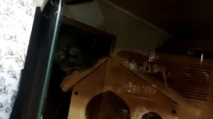 Шиншиллы.Chinchillas are resting in a shop window. I cincillà stanno riposando nella vetrina di un