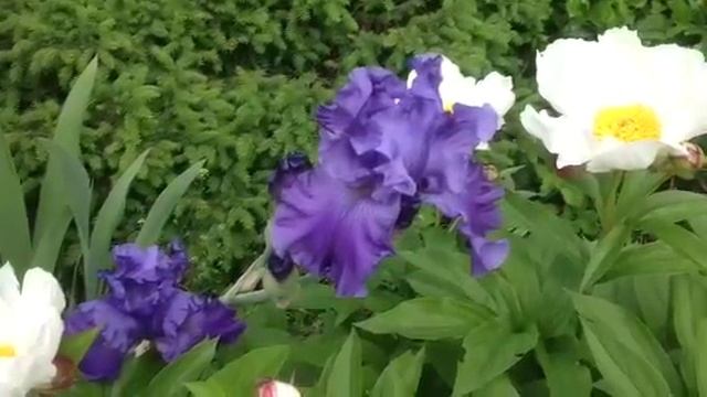 Синий ирис май 2014 смотреть онлайн