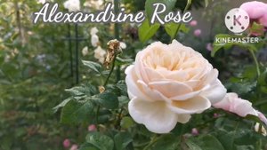 กุหลาบติดตา 2 in 1 rose tree, Plume and Alexandrine