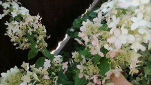 Метельчатая гортензия "Конфетти".