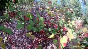 Крымские ништяки. Что растёт в Крыму у гор Ялты