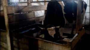 Сколько мяса в молочной корове, выход мяса у молодого быка, мясной день