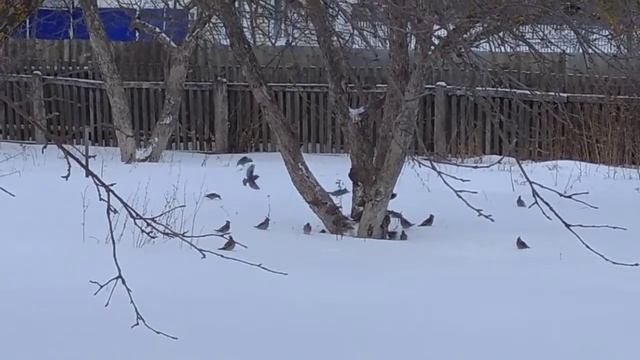 Стая свиристелей 06.02.2021 смотреть онлайн