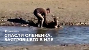 Вытащили олененка из ила