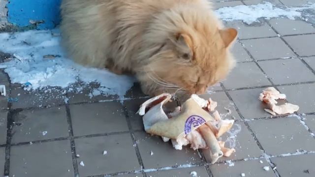 Сибирский кот. Siberian cat シベリア猫 смотреть онлайн