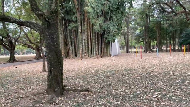🍎Бразилия. Продолжаем гулять по парку в Сан-Пауло. Brasil