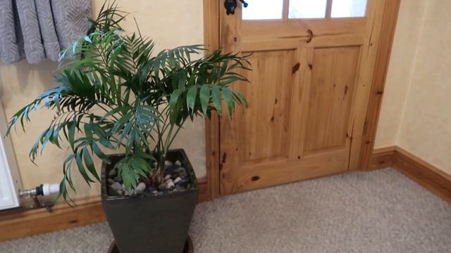 Parlour Palm Spotlight & Care Guide Chamaedorea Elegans смотреть онлайн