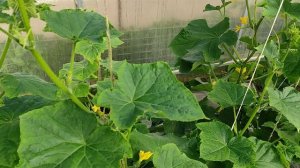 Как вырастить ранний урожай огурцов.Огурец зозуля. Огурец Гоша. Выращивание огурцов в теплице.