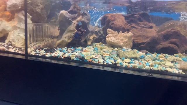 Птичий рынок Питер февраль 2021 смотреть онлайн