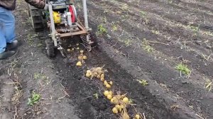 Переделанная картофелекопалка для минитрактора