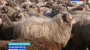 В Пензенской области начали возрождать цигайскую породу овец