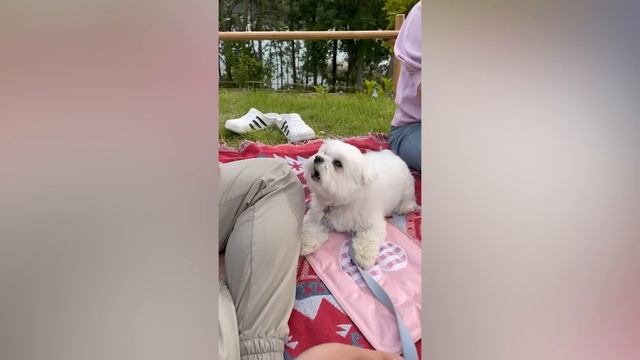 Best Funny Animal Videos Of The 2023 ? - Funniest Cats And Dogs Videos ?? смотреть онлайн