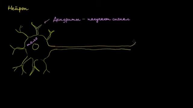 Строение мышечной ткани  Учебная схема  Khan Academy