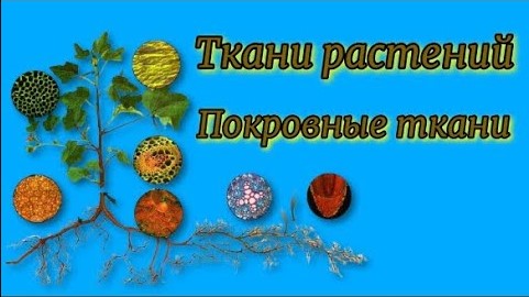 Ткани растений Покровные ткани Биология 5 - 6 класс.