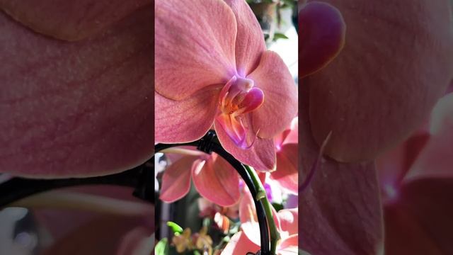 Phalaenopsis Papaya  Фаленопсис Папайя