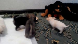 Щенки чихуахуа ходят на пеленку