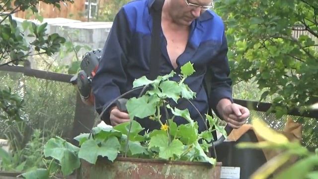 Сибирская Вишня на ножке,Калина,Боярка. смотреть онлайн