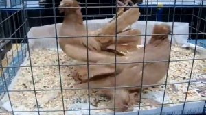 Eйские двухчубые голуби