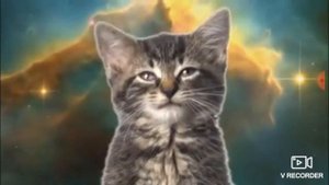 Коты поют песню мяу мяу мяу.!🐱🐈