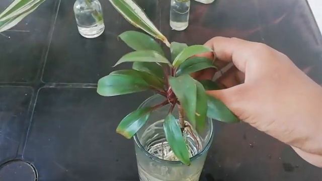Water growing plants