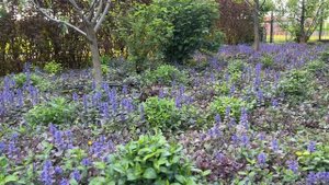 Быстрорастущие почвопокровные растения