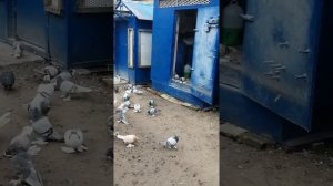 Ленинаканские бойные голуби.