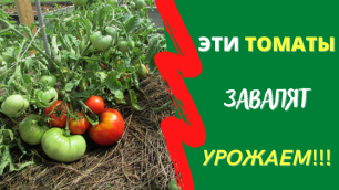 6 низкорослых томатов, которые завалят урожаем в открытом грунте даже в северных регионах