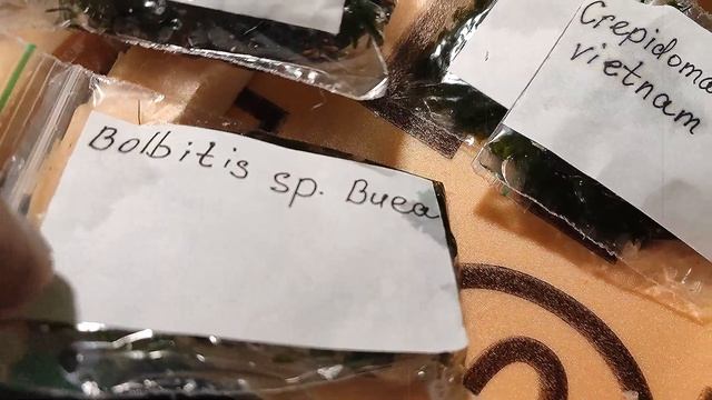 Обзор посылки!!! Riccardia Moss sp.Buephalandra Bolbitis sp Buea Crepidomanes sp Calicut sp Vietnam смотреть онлайн