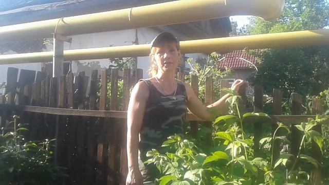 Калина бульденеж  , обман на рынке .