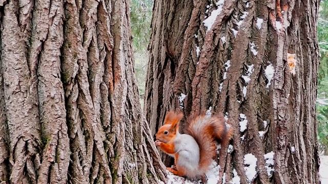 Футаж - Белка грызет орешки! смотреть онлайн