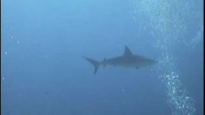 Exuma Shark Dive